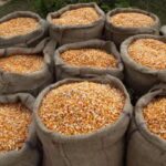 We are already in a mess. On our last market day, a bag of maize was ₦20,000 while a mudu went for ₦300 -Farmer ca5623b2f6894796b73fdfaa041dda28