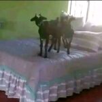 Fire In The Mountain: As Chief Priest Allegedly Turns Cheating Wife And Lover Into He-Goat And She-Goat 1779970656227