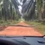 So This Kind Of Big Snake Is In Nigeria: Giant Python Seen Crossing The Road At Okomu Palm Plantation Shock Nigerians (Video) images (41)