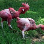 Unbelievable: Checkout The GMO Chicken Being Reared By Israeli Farmers, Something You Have Never Seen Before And What They Can Do (Photos) featherless-chicken
